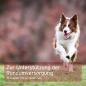 Preview: Aniforte 4in1 Complete Dog 250g   - Immunsystem, Fellkraft, Magen & Darm