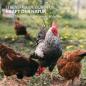 Preview: Aniforte FarmLife WermiX für Hühner und Geflügel ehem. Wurmformel