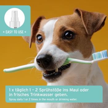 Vorher Nachher Vergleich der Hundezähne bei regelmäßiger Nutzung von AniForte Dentalspray