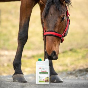 EWALIA Ortho-Fit für Pferde 1L – Premium Gelenkschutz für Pferde