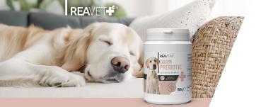 REAVET Darm Prebiotic – Unterstützt die natürliche Darmflora von Hunden