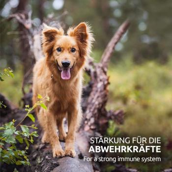 Aniforte Bio Hanföl für Hunde, Katzen  und Pferde