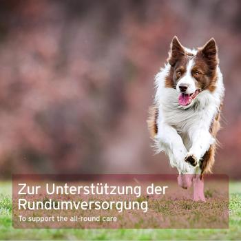 Aniforte 4in1 Complete Dog 250g   - Immunsystem, Fellkraft, Magen & Darm