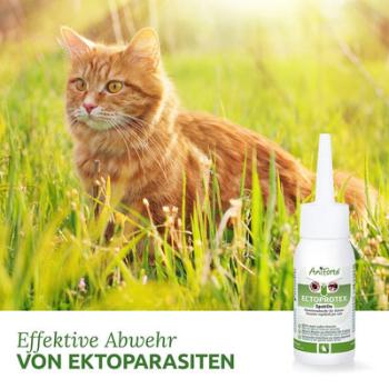 Aniforte Ectoprotex Spot-on für Katzen effektive Abwehr von Zecken, Flöhe & Milben50ml