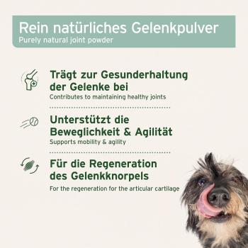 AniForte Grünlippmuschel Pulver – natürliche Gelenkpflege für Hunde  Pferde & Katzen