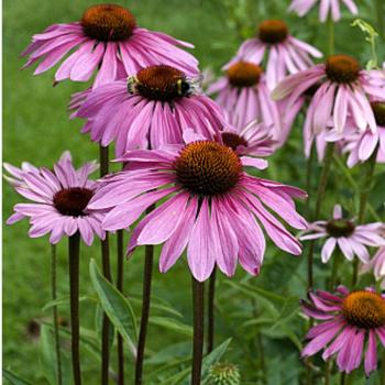 Natusat Echinacea Kraut geschnitten 1 kg für Pferde