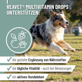 Preview: Natürliche Zutaten von ReaVET Multivitamin: Huhn, Zichorie und Karotte für gute Akzeptanz.