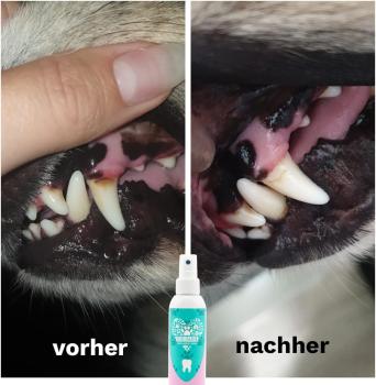 TIERLIEBHABER – Dentalspray für Hunde & Katzen entfernt Zahnbelag und Zahnstein  100% natürlich