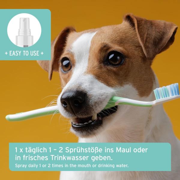 Vorher Nachher Vergleich der Hundezähne bei regelmäßiger Nutzung von AniForte Dentalspray