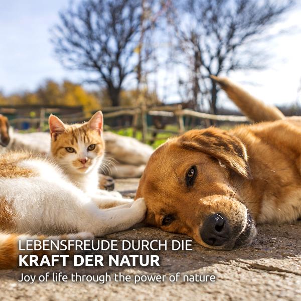 Aniforte MultiVETAL Pulver 100g - für Hunde & Katzen