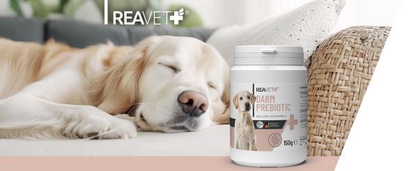 REAVET Darm Prebiotic – Unterstützt die natürliche Darmflora von Hunden