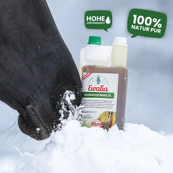 Pferd mit glänzendem Fell nach der Kur mit EWALIA Schwarzkümmelöl