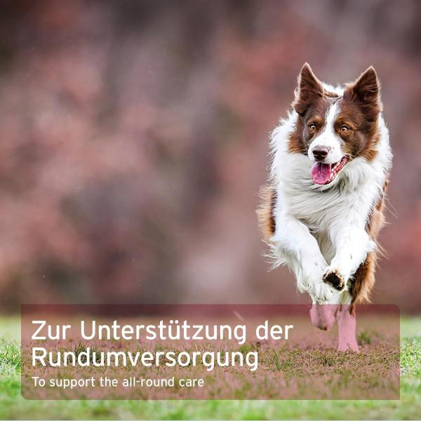 Aniforte 4in1 Complete Dog 250g   - Immunsystem, Fellkraft, Magen & Darm