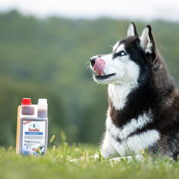 Ewalia Nervensaft Zugabe über das tägliche Hundefutter für innere Ruhe