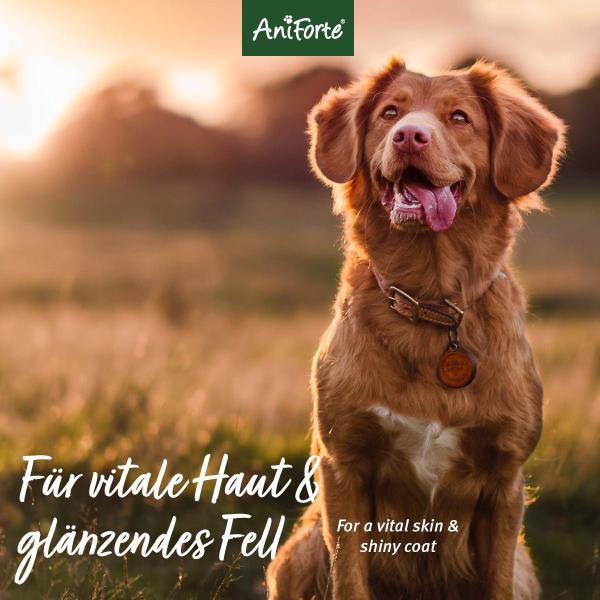 Aniforte Fellharmonie Shampoo Kokos 200ml für Hunde