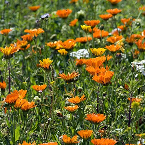 500g Natusat Ringelblumenblüten geschnitten, Calendula, Haut-Stoffwechsel