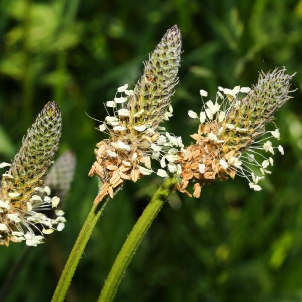 Natusat Spitzwegerichblätter geschnitten 500g für Pferde Stärkung der Atemwege