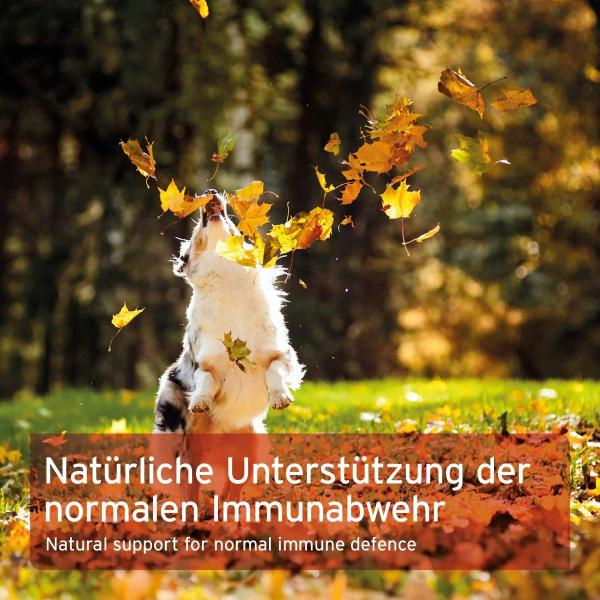 Aniforte Premium Colostrum 100g für Hunde und Katzen