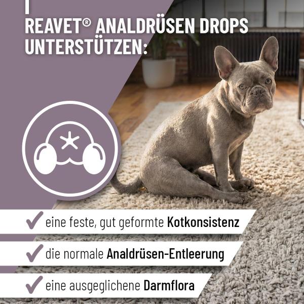 Effektive Hilfe gegen Schlittenfahren und Analdrüsenreizungen beim Hund