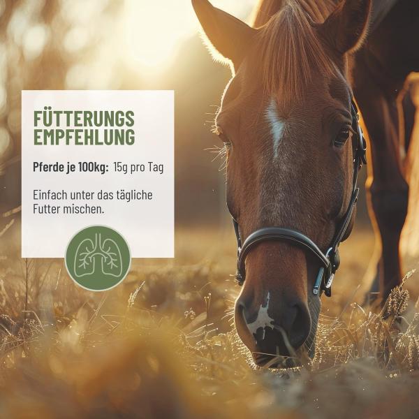 ReaVET Bronchialkräuter Pferd 1kg – Natürliche Unterstützung für freie Atemwege