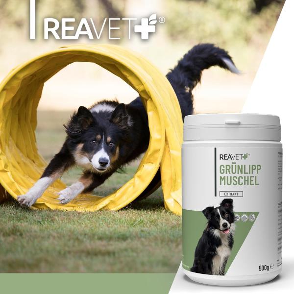 Reavet Grünlippmuschel Pulver Extrakt- für Hunde, Katzen & Pferde