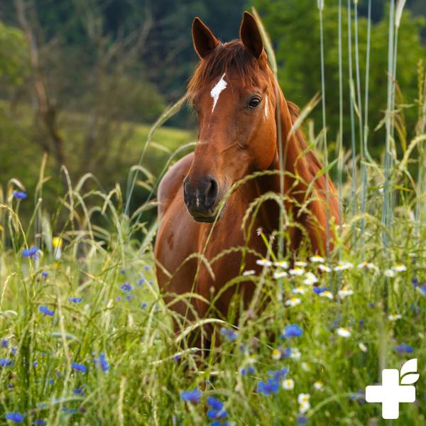 Reavet Süßholzwurzel geschnitten  für Pferde, Ponys 1kg