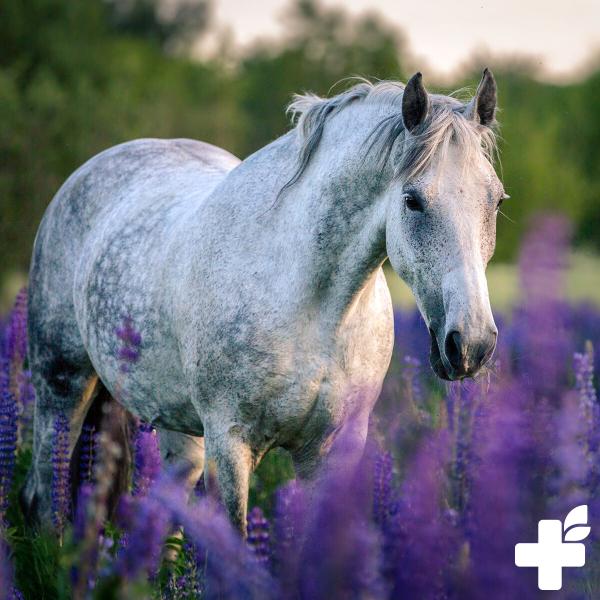 Reavet Süßholzwurzel geschnitten  für Pferde, Ponys 1kg